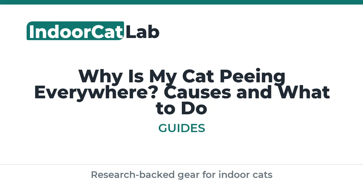 Why Is My Cat Peeing Everywhere? Causes and What to Do